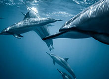 哀悼，7名塞萨洛尼基球迷在前往看欧联杯路上遇车祸去世